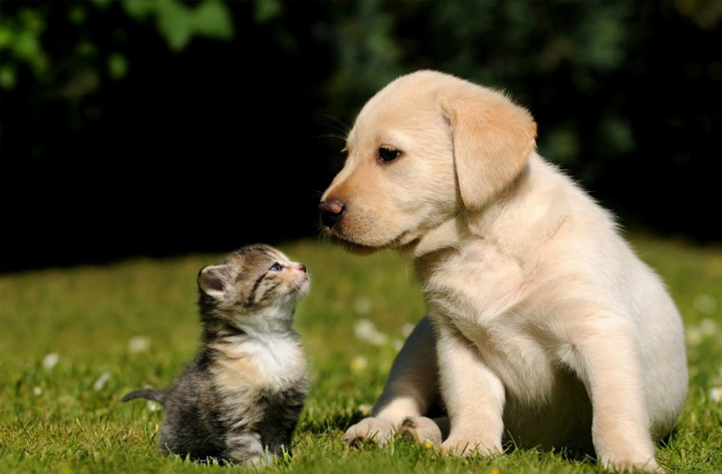 What is pet pcr test Gangzhumed