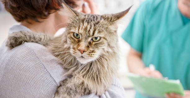 How to Diagnose Feline Infectious Peritonitis | Common Methods and Research