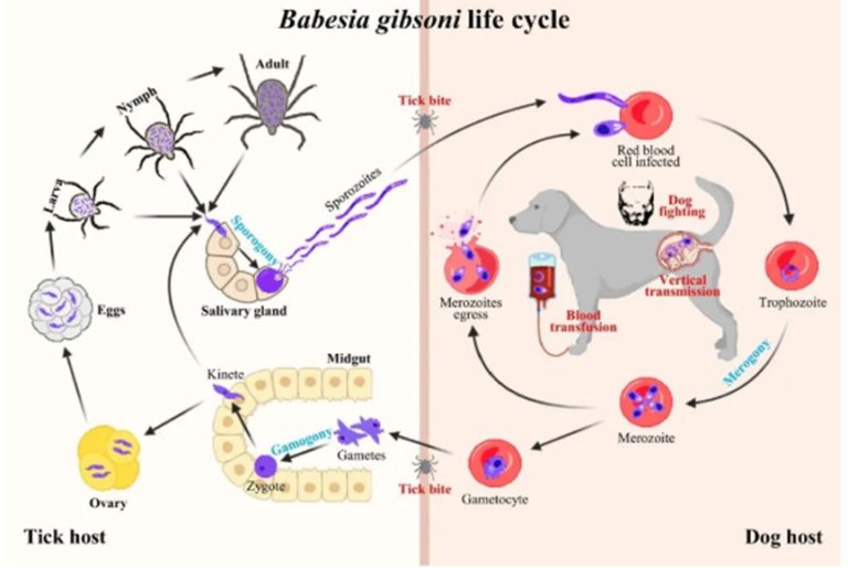 Canine Babesiosis