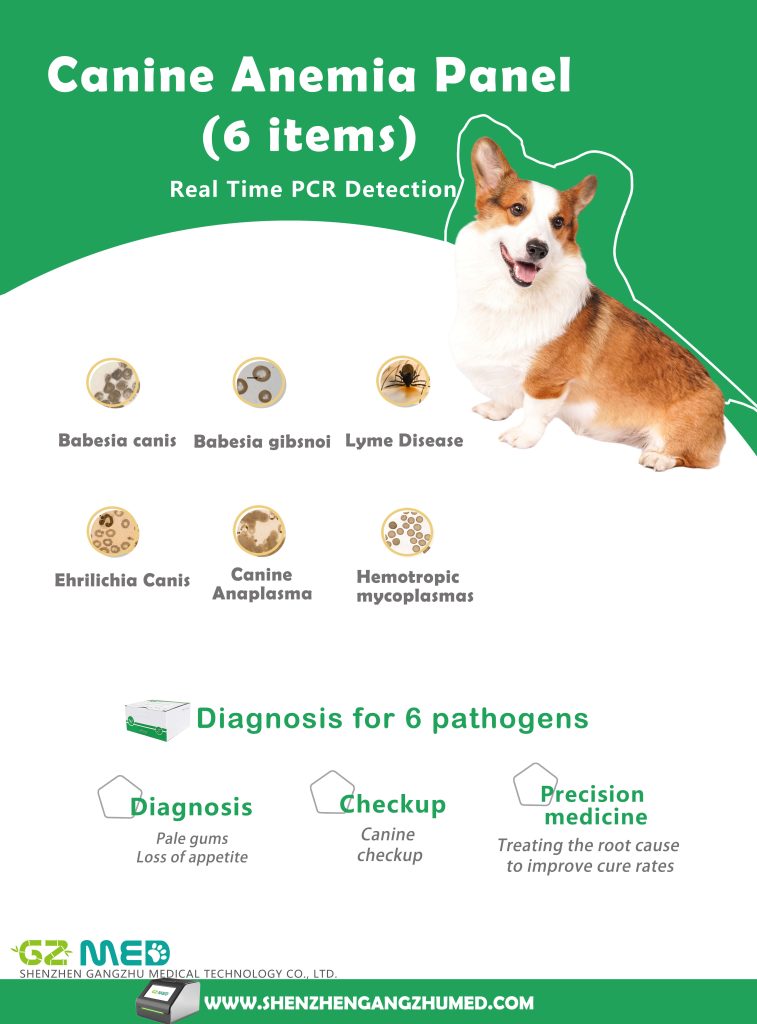 Diagnosis of Canine Babesiosis