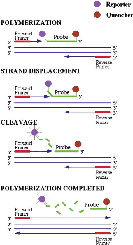 amplification curve formation