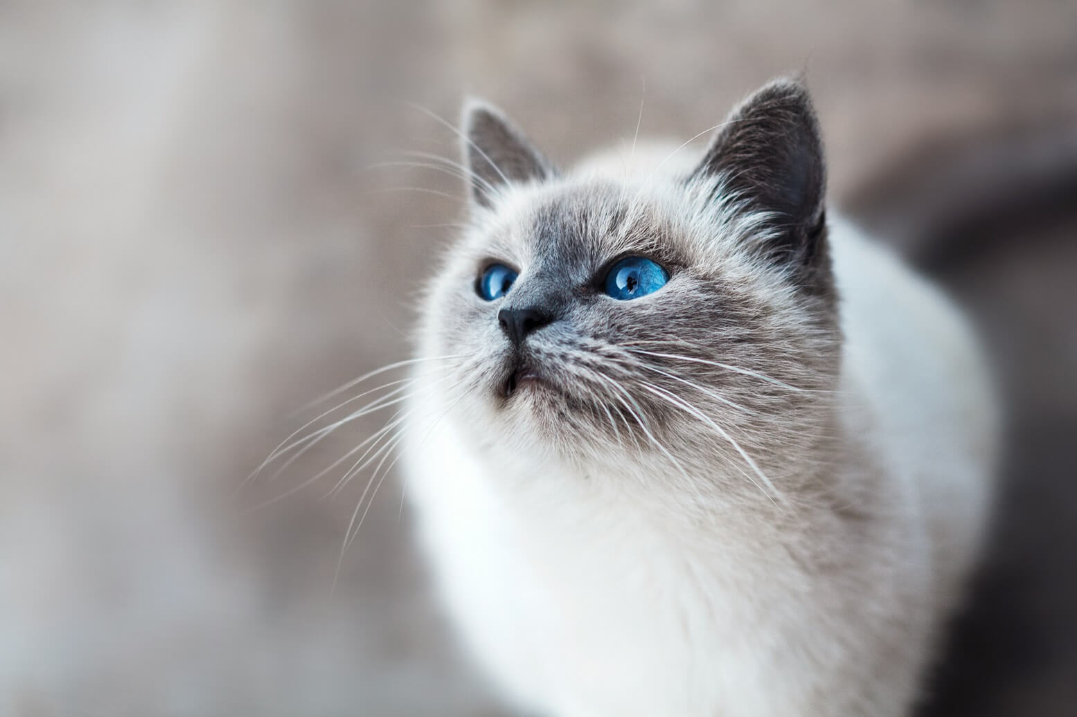 Feline Infectious Peritonitis Virus RTPCR Detection