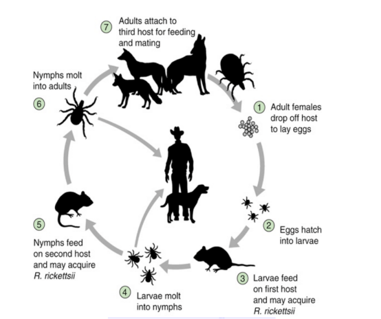 After adult female ticks lay eggs and hatch