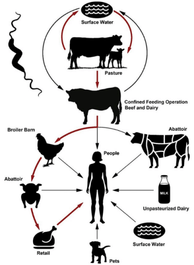 Epidemiology
