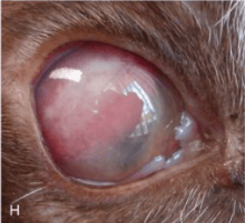 A case of ocular B-cell lymphoma in a cat with advanced-stage Feline Immunodeficiency Virus (FIV) infection.