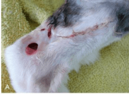 A chronic, non-healing wound in a 12-year-old cat with advanced FIV infection was attributed to co-infection with Mycobacterium leprae.