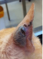 Focal auricular infection in an adult cat with late-stage Feline Immunodeficiency Virus (FIV) infection.