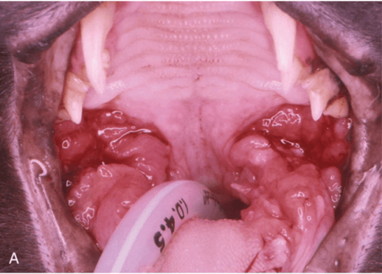 Plasmacytic Stomatitis
