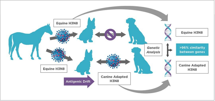 Equine H3N8 → Canine-adapted H3N8 CIV