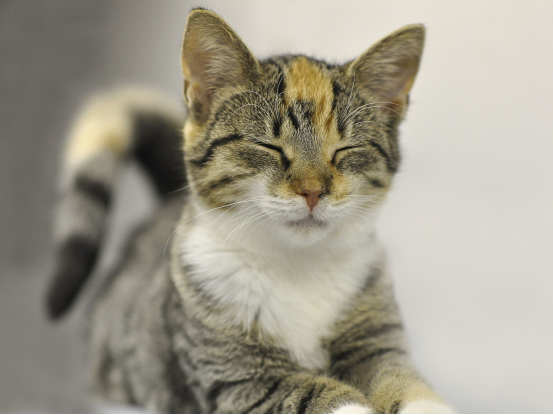 Feline Bocavirus
