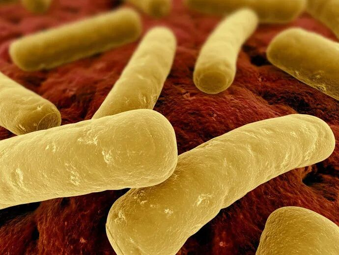 Comprehensive Analysis of Clostridioides difficile Infection in Pets | Watch Out for Post-Antibiotic Diarrhea, Toxins A and B Cause Severe Harm
