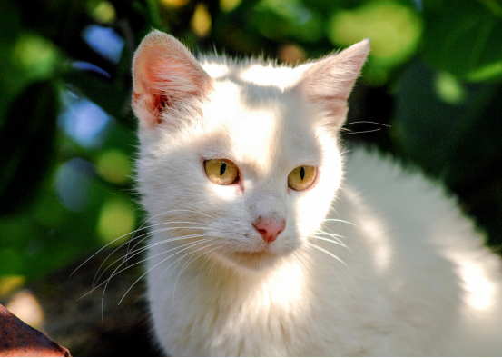 New emerging virus spreading in cat groups